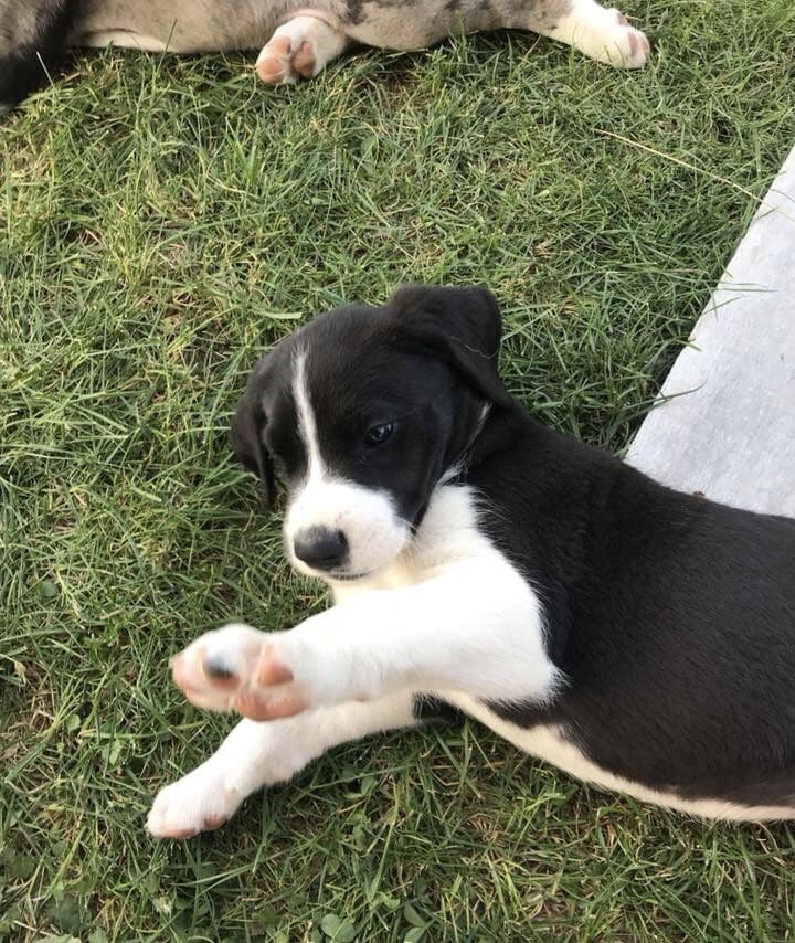 Toby